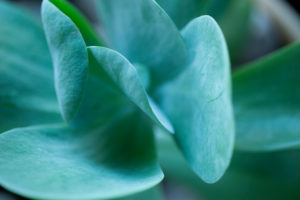 Close-up of Succulent Leaves Close-up of Succulent Leaves
